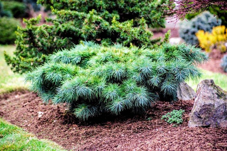 a small pine tree in the middle of a garden