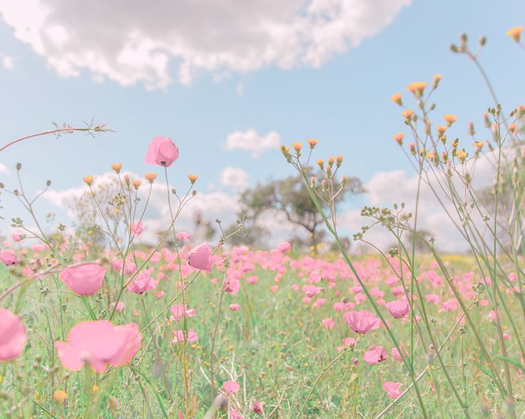 pink flowers are in the middle of a field with blue sky and clouds above them