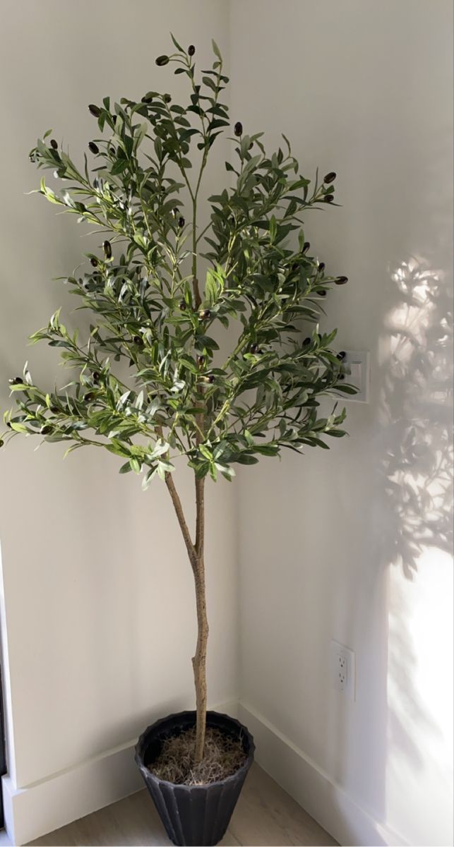 an olive tree in a black pot on the floor