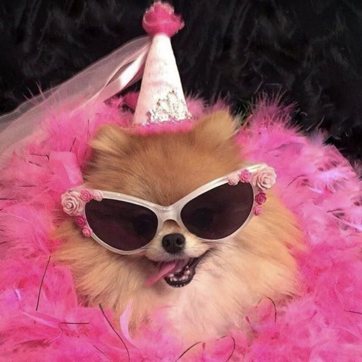 a small dog wearing sunglasses and a party hat on top of a pink fluffy blanket