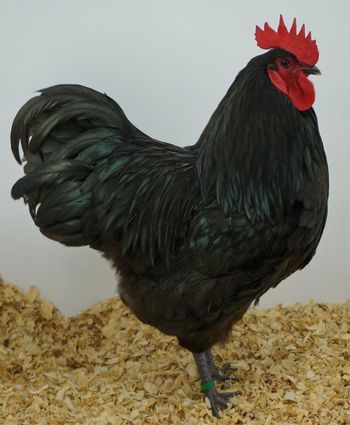 a black rooster standing on top of dry grass next to a pile of wood chips