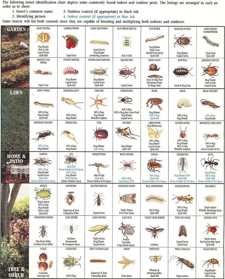 an insect identification chart with pictures of different bugs and other insects on the same page