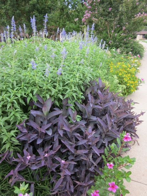 purple and green plants are growing on the sidewalk