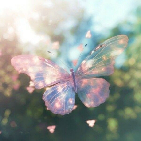 a pink butterfly flying through the air with sunlight shining on it's back side