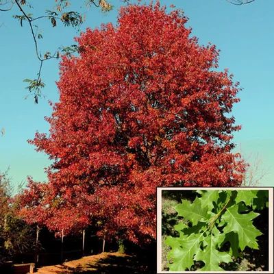 a large tree with red leaves in the middle of a field next to a dirt road