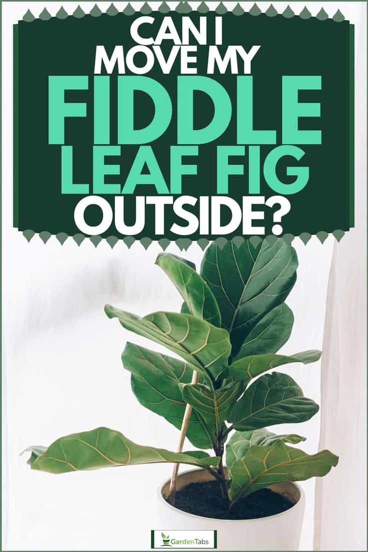 a fiddle plant in a pot with the words can i move my fiddle leaf fig outside?