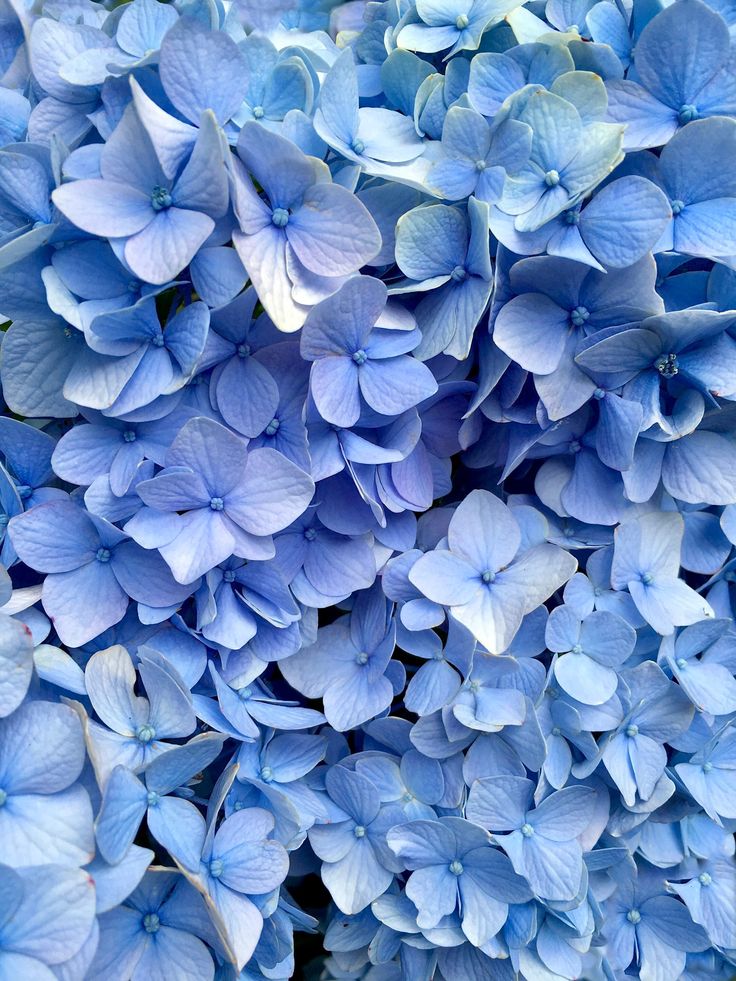 blue hydrangea flowers are shown close up