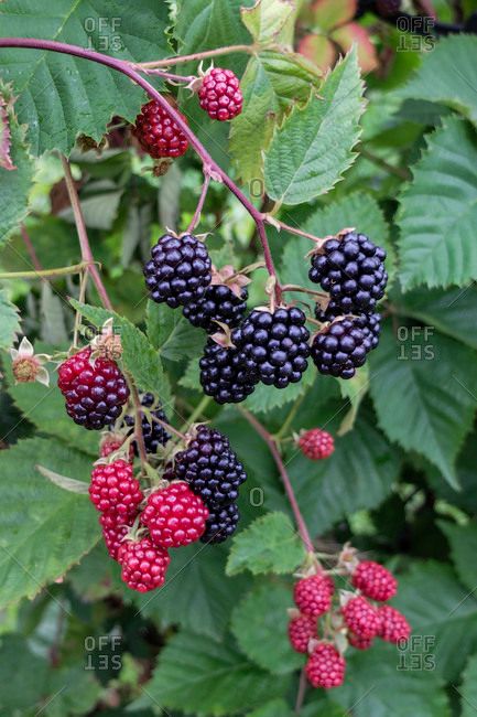 blackberries on the bush with green leaves