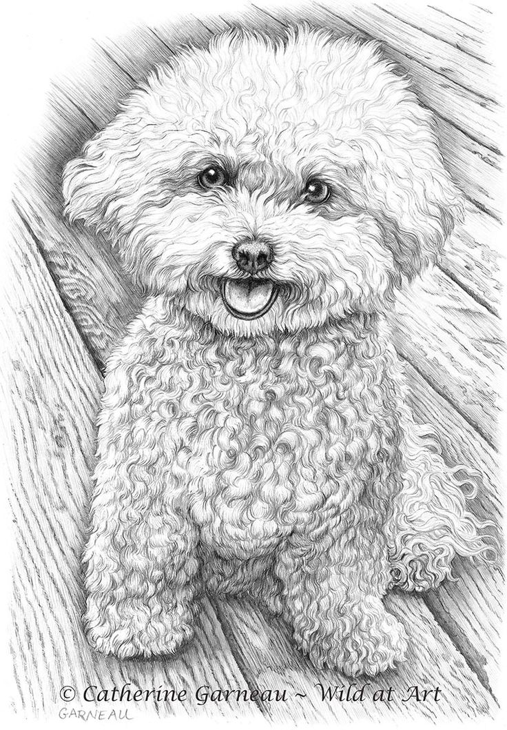 a black and white drawing of a poodle sitting on a wooden floor with its tongue out