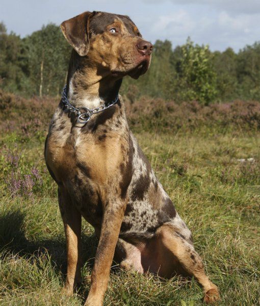 a brown and black dog sitting on top of a grass covered field with trees in the background