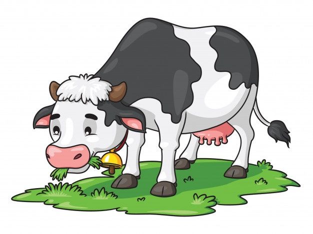 a black and white cow standing on top of a grass covered field with a bell in it's mouth