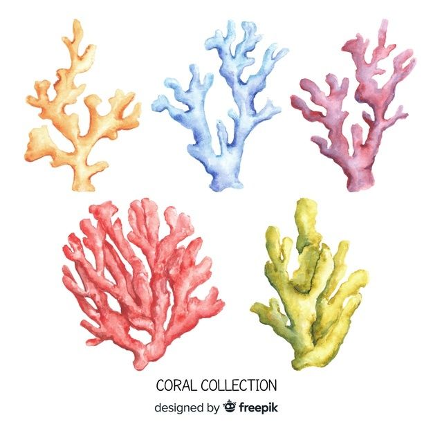 four watercolor corals are shown in three different colors and the words coral collection written below them