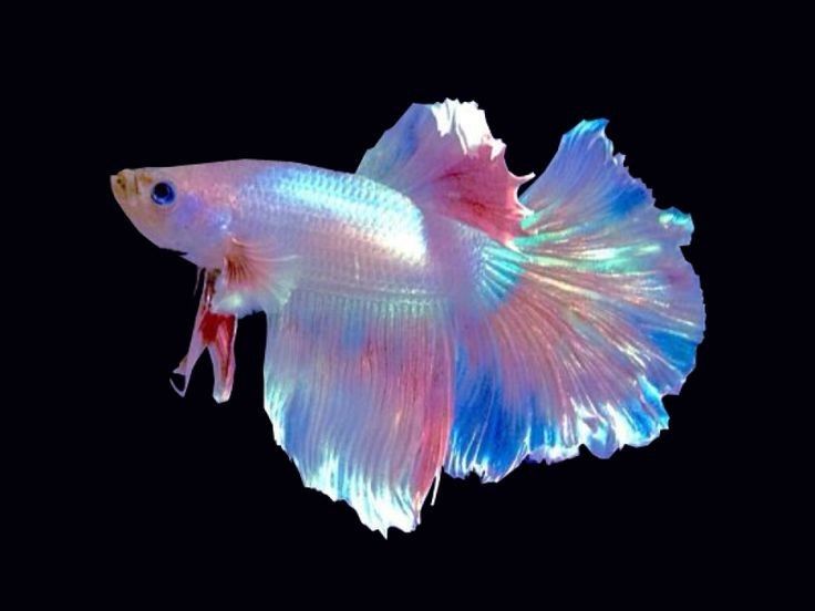 a white and blue siamese fish with red tips on it's tail, against a black background