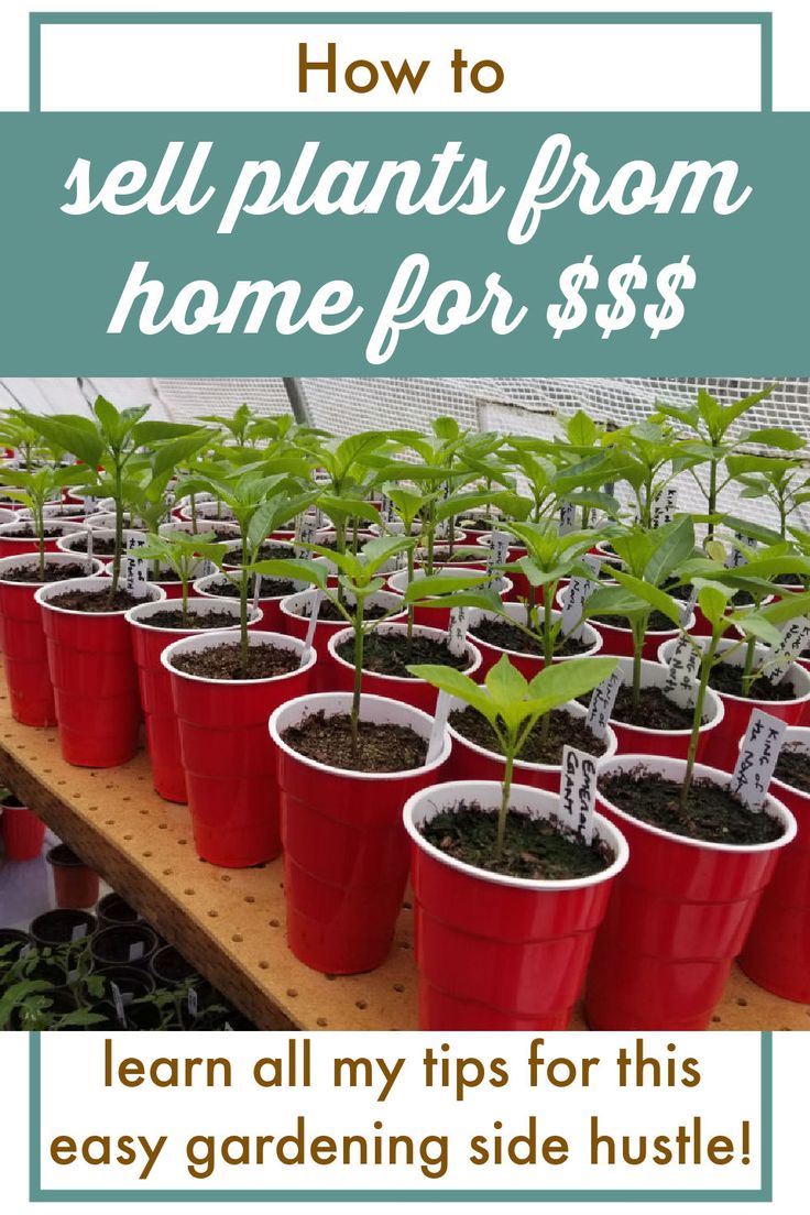 several potted plants with the words how to sell plants from home for $ 5