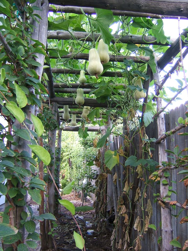 an outdoor area with vines and pears hanging from the ceiling