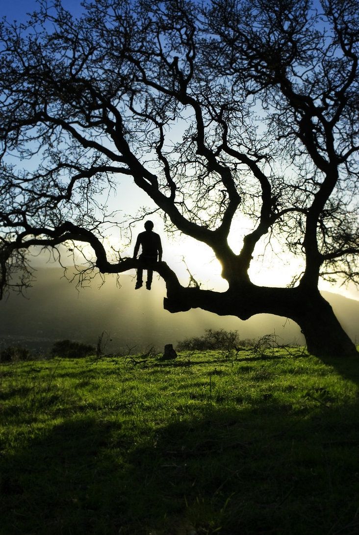 a man sitting on top of a tree branch