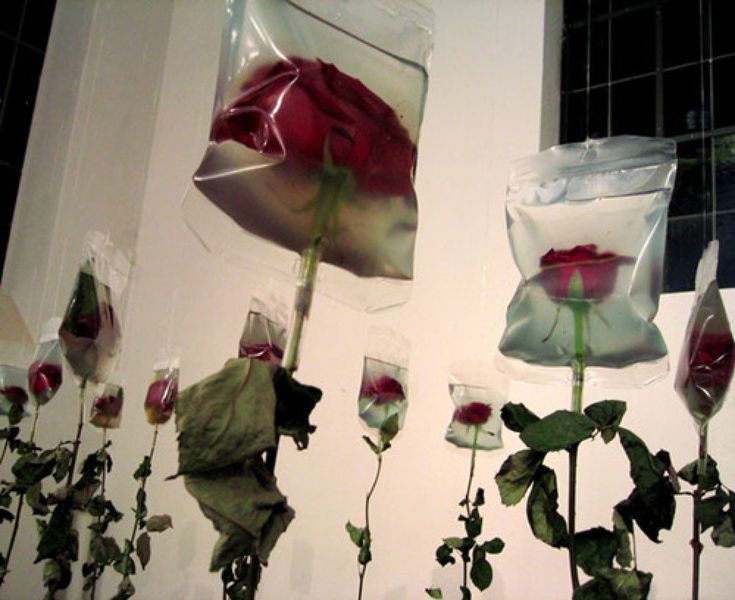 several roses are wrapped in plastic bags and placed on the wall next to each other