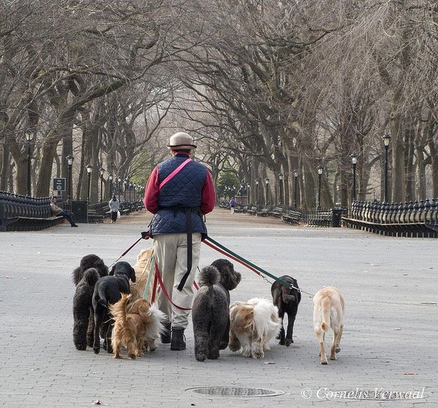 a man is walking his dogs in the park