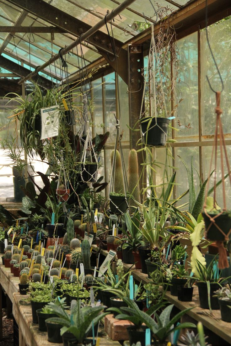 many potted plants are on tables in a greenhouse