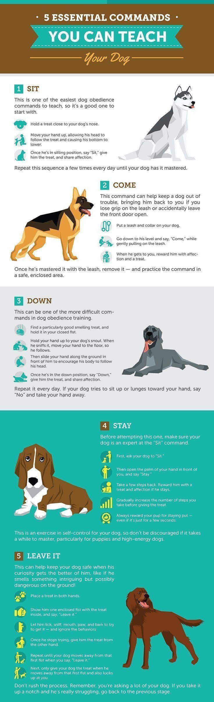 the different types of dogs that can be seen in this info sheet, which includes information about