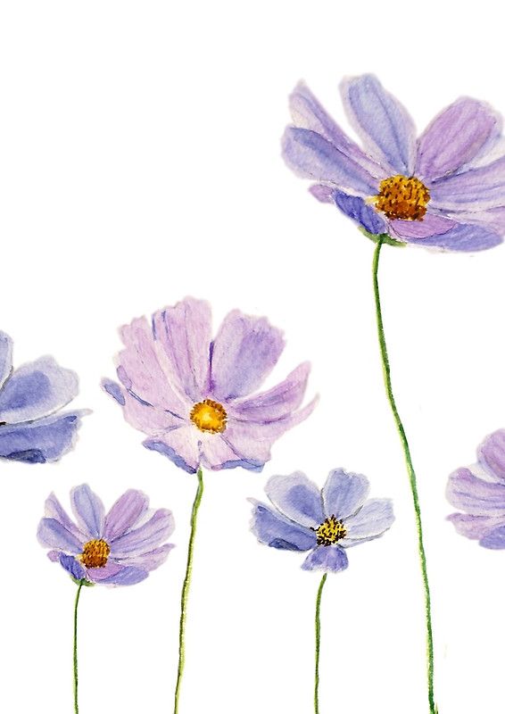 some purple flowers on a white background with yellow stamens in the foreground