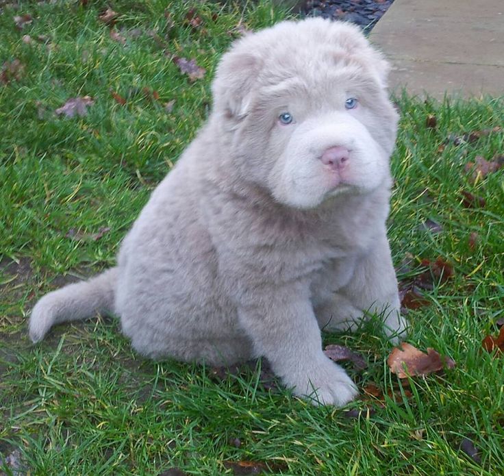 a white puppy sitting in the grass with blue eyes and an adorable look on its face