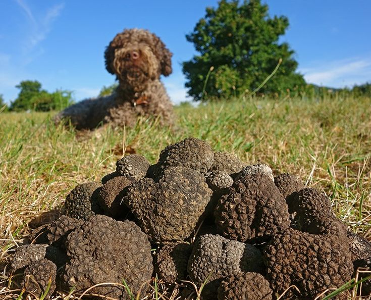 a dog laying in the grass next to a pile of black truffles