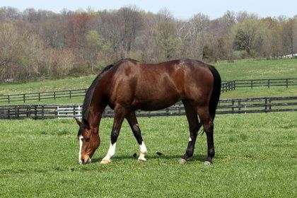 a brown horse standing on top of a lush green field