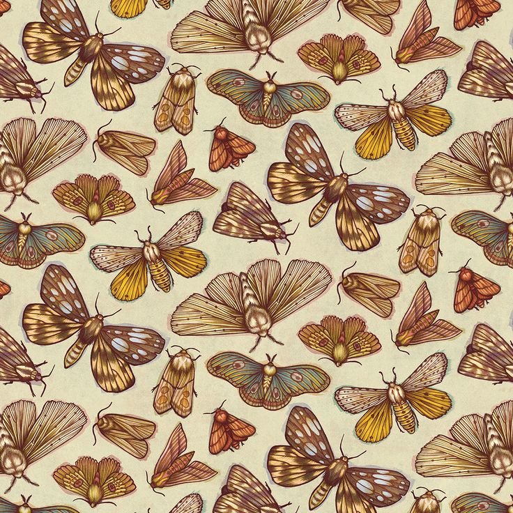 many different colored moths on a white background with brown and yellow colors, all in the same