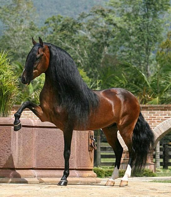 a brown horse standing on top of a lush green field