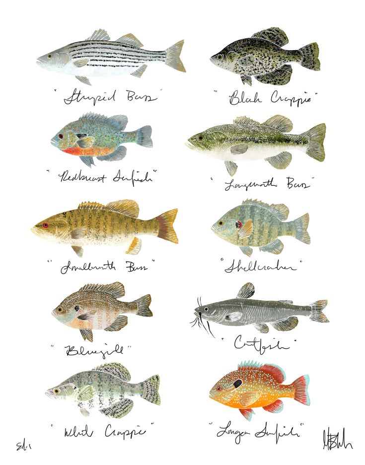 the different types of fish are shown in this drawing, which shows them's names