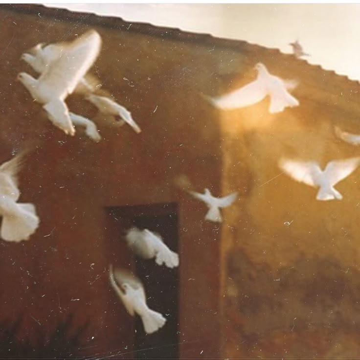 a flock of white birds flying over a building with a light shining on it's side