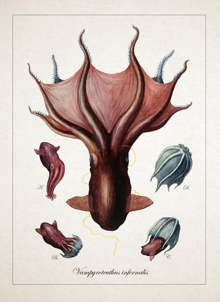 an illustration of different types of squids and other sea creatures in watercolor on paper