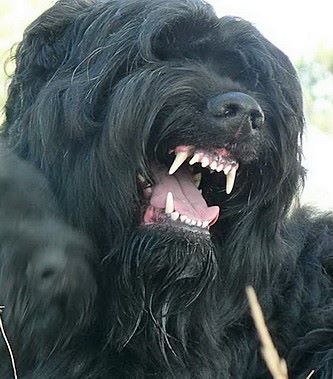 a large black dog laying on top of a grass covered field with its mouth open