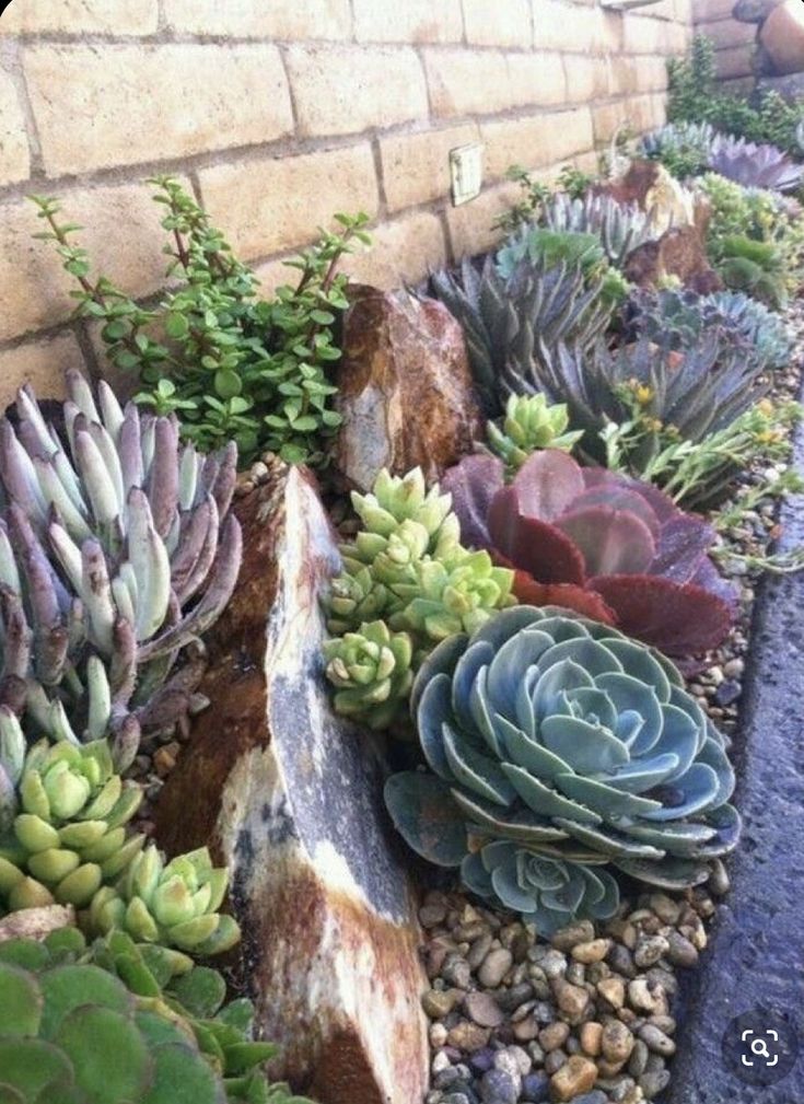 many different types of succulents are growing in the ground next to a brick wall