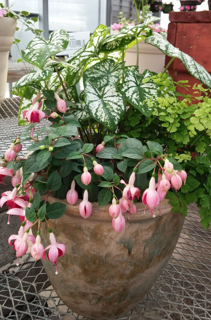 a potted plant with pink flowers and green leaves on a table in front of other plants