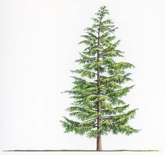 a drawing of a tall pine tree with green leaves on the top and bottom branches