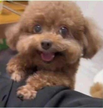 a small brown dog sitting on top of someone's lap with its mouth open