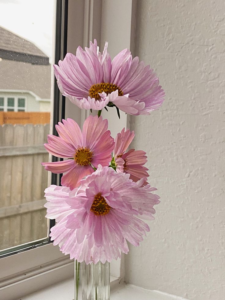 three pink flowers in a clear vase on a window sill