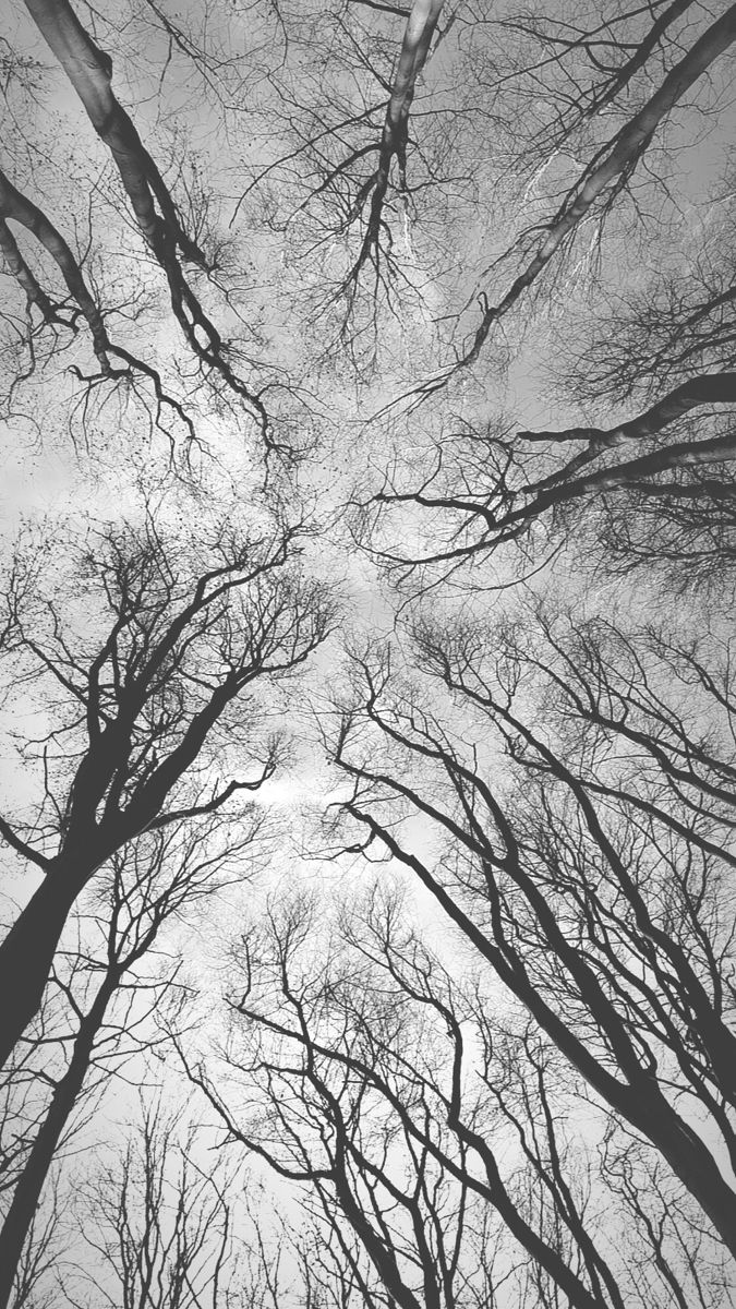 looking up at the tops of tall trees in black and white, with no leaves on them