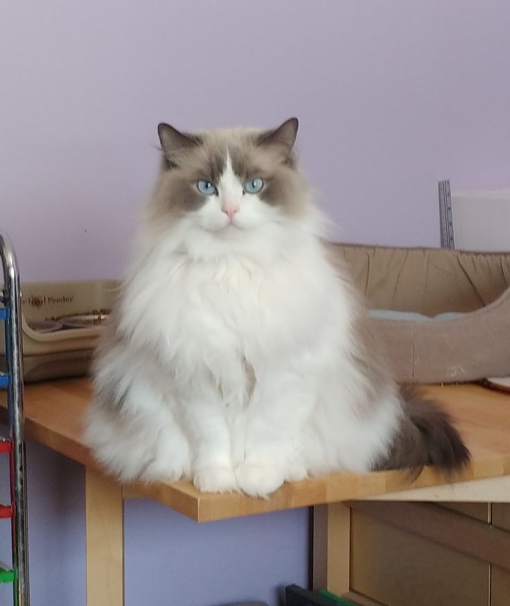 a fluffy cat sitting on top of a wooden table next to a pair of scissors