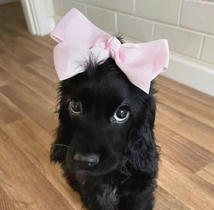 a black dog with a pink bow on it's head sitting on the floor