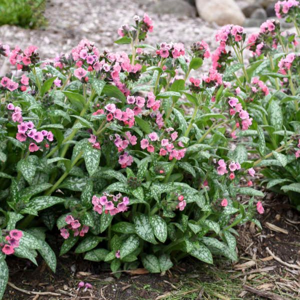 small pink flowers growing in the dirt near some rocks and gravel with green leaves on them