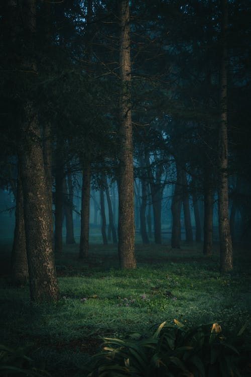 a dark forest with tall trees and grass in the foreground, on a foggy night