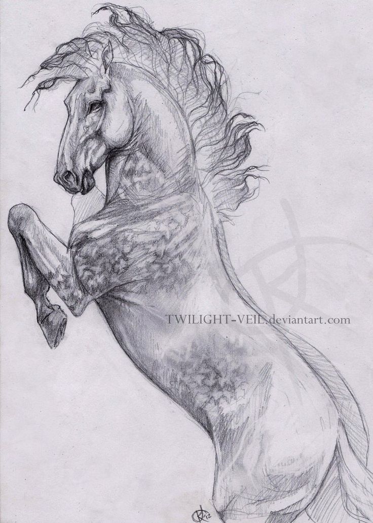 a pencil drawing of a horse with its rear legs spread out and it's head turned