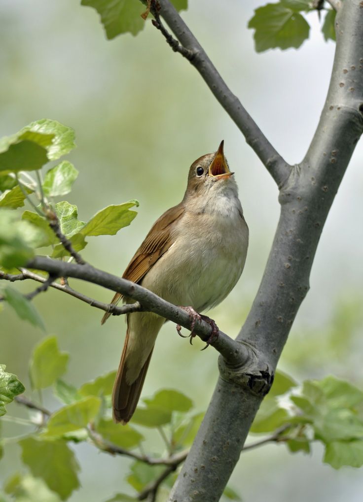 a brown and white bird sitting on top of a tree branch