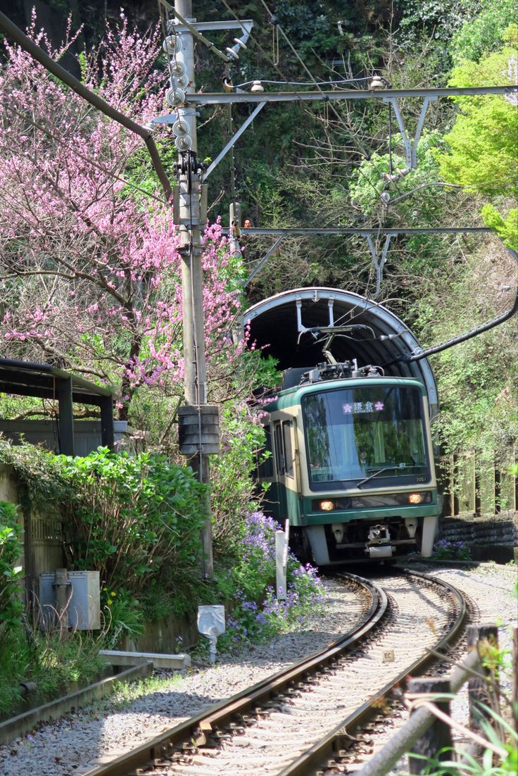 a train is coming down the tracks near some trees and bushes with pink flowers on them