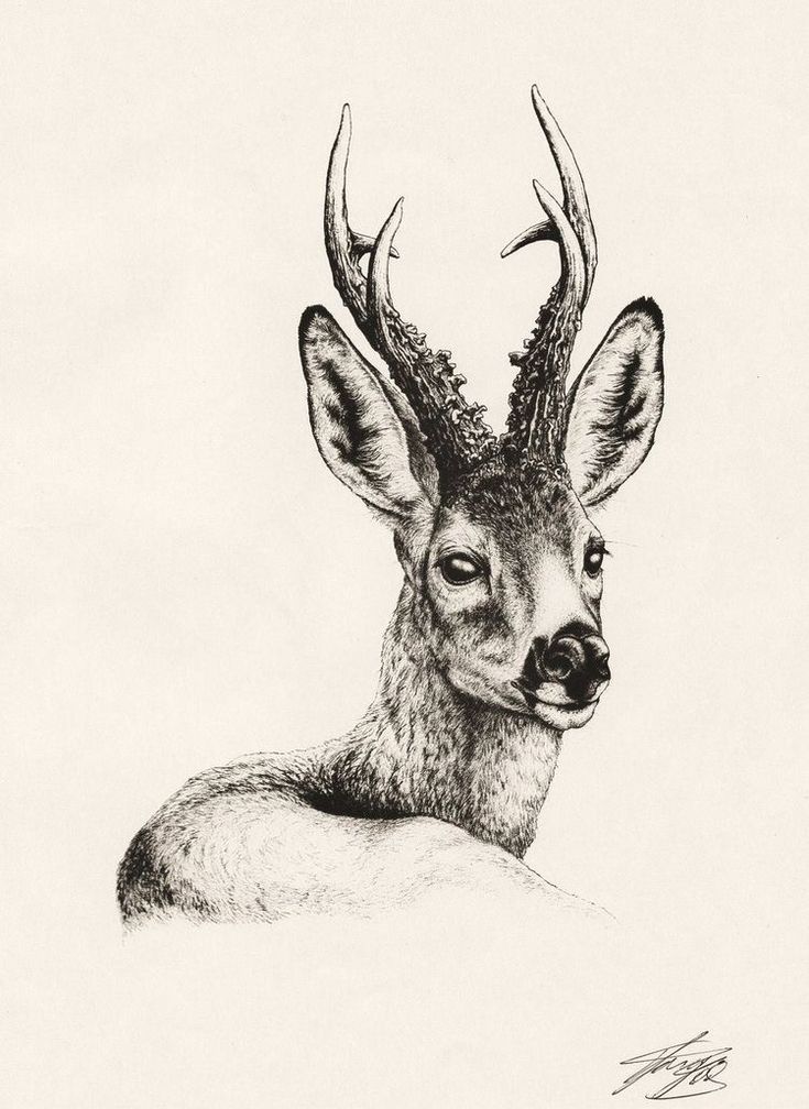 a drawing of a deer with antlers on it's head