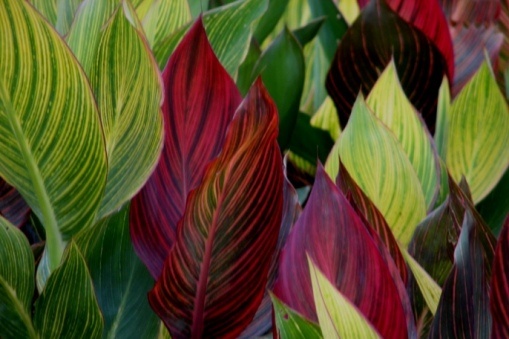 many different colored leaves are shown in this image, including red and green foliages