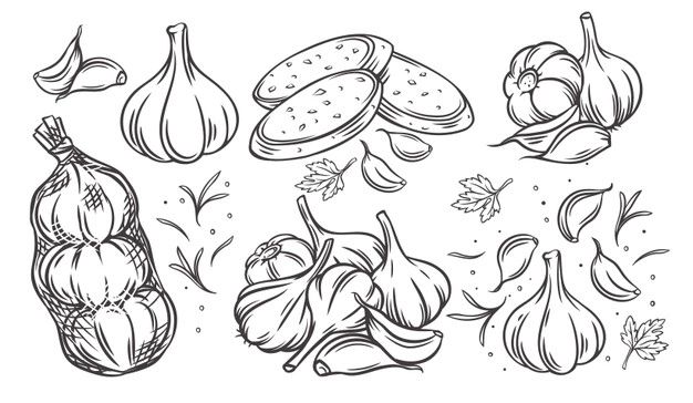 an ink drawing of different types of onions and garlics on a white background illustration